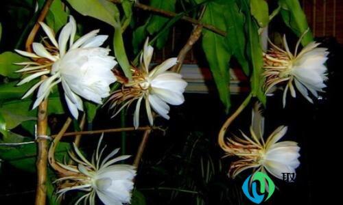 昙花和霸王花的区别