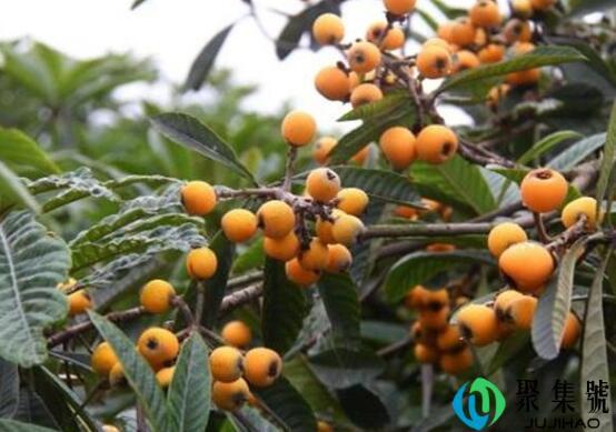 含维生素b6的食物和水果