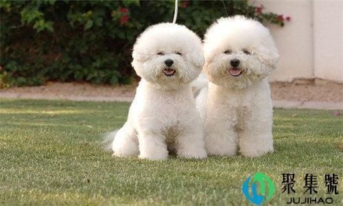 狗生长速度最快是哪几个月