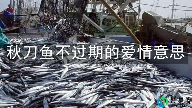 秋刀鱼不过期的爱情意思