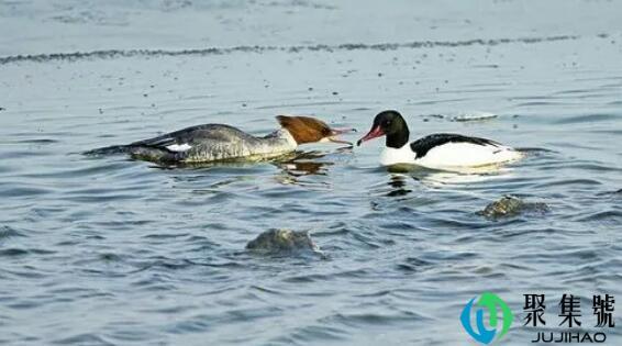 天池水绿鱼知暖,赛上春新鸟语欢是什么意思