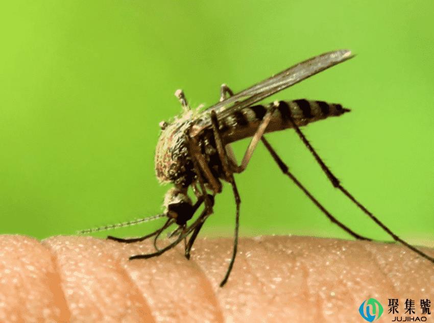 蚊子怕什么