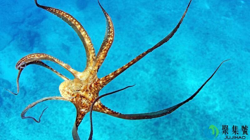 八爪鱼是鱿鱼吗