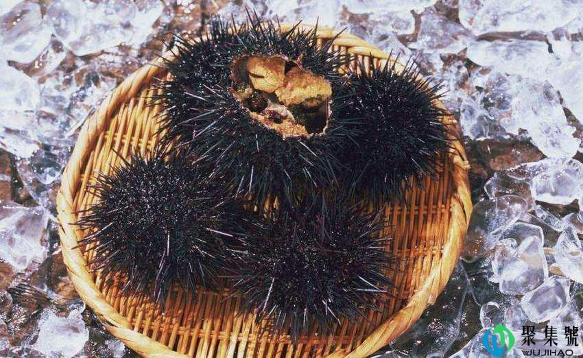 活海胆怎么保存