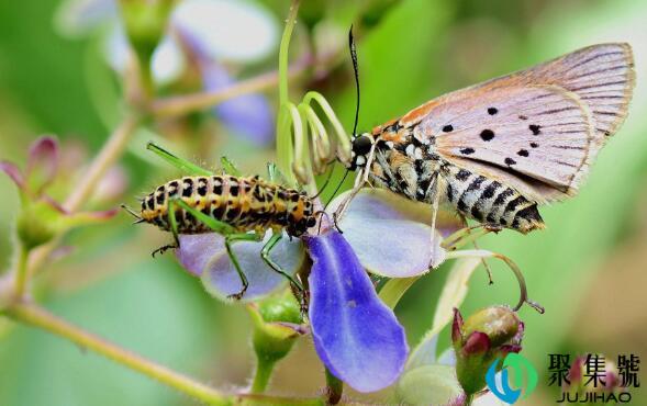 早起的虫儿被鸟吃下一句有什么