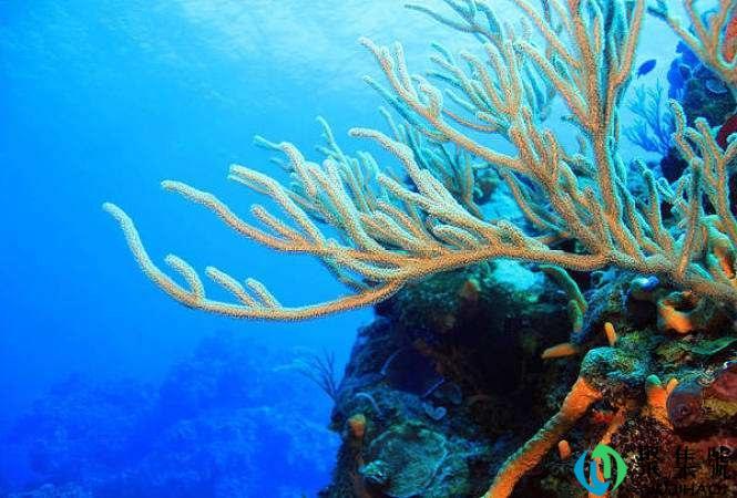 珊瑚的种类