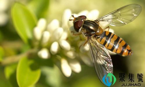 如何制止工蜂产卵