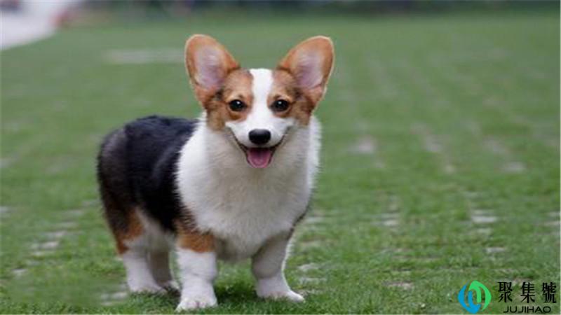 柯基失格标准划分