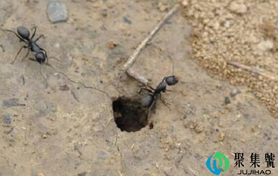 北半球蚂蚁洞口朝向