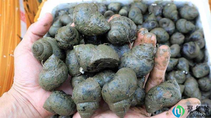 田螺和螺蛳的区别