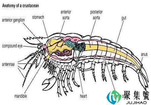 冰冻大龙虾如何清洗