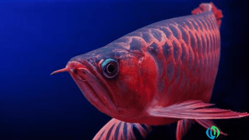 红龙鱼的寿命是多少年