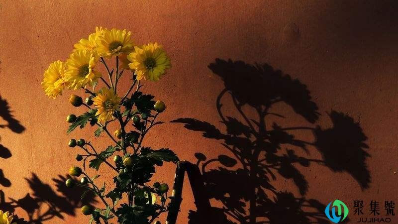 清明节菊花花语