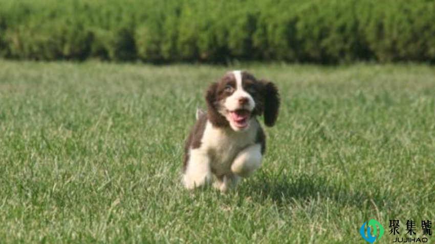 史宾格为什么不好养