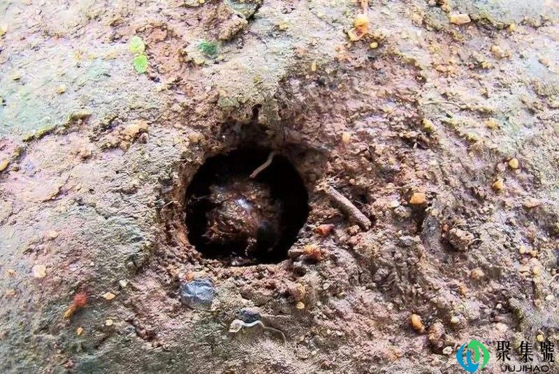 河南爬叉几月份出来