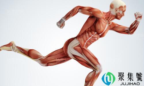 肌肉组织的特点