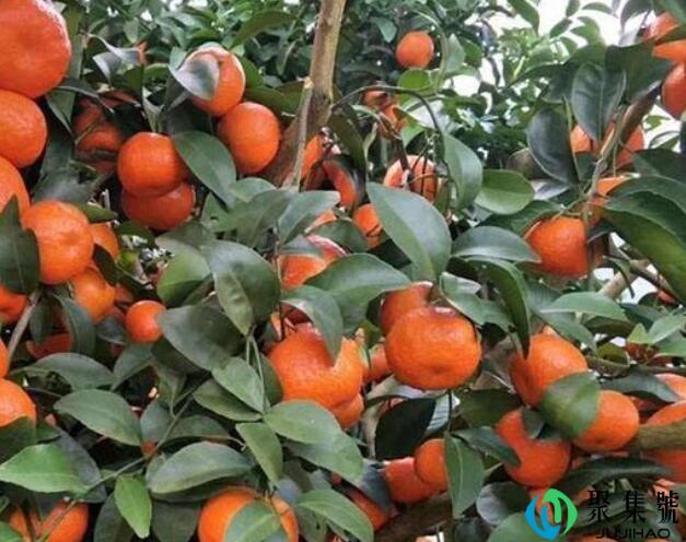 给大家种了棵砂糖橘树什么意思