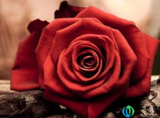 13朵红玫瑰代表什么意思