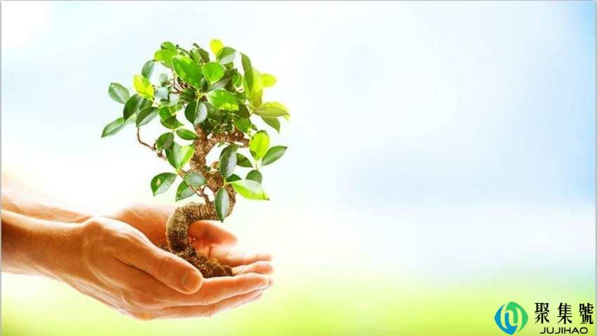 没土的树苗能放几天