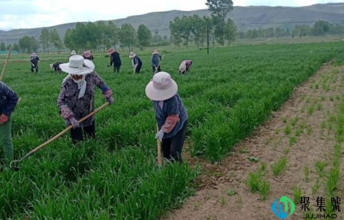 除草什么季节