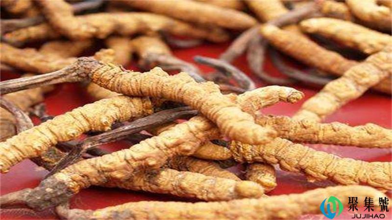 虫草长毛了还能吃吗