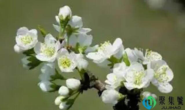 尘飞雾散芳华慢,霜雪不知梨花香什么意思