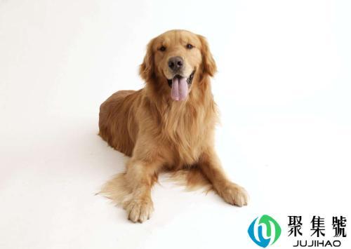 新手养狗基础知识有哪些