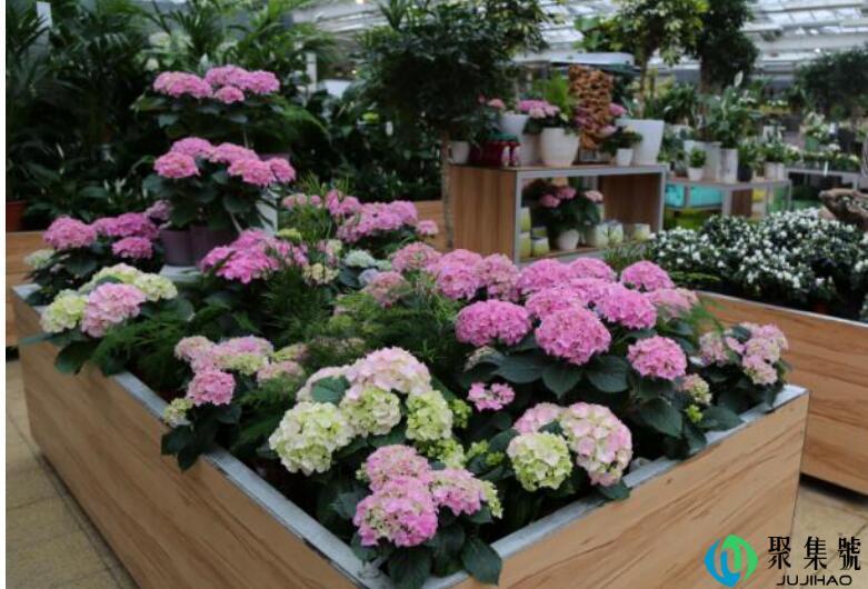 德国是鲜花之国吗