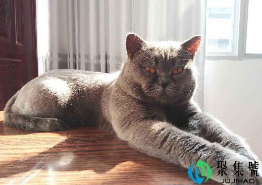 英短母猫发腮过程