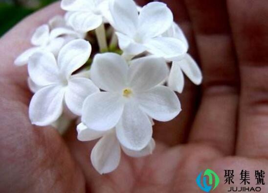 五瓣丁香的花语