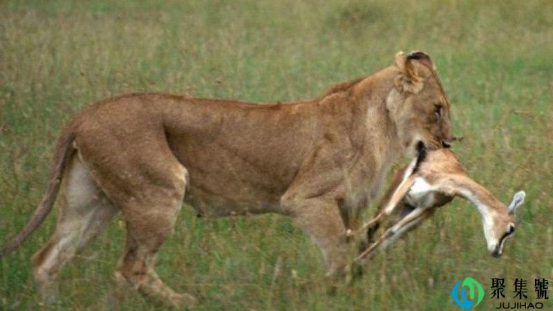 羚羊和狮子谁跑得快