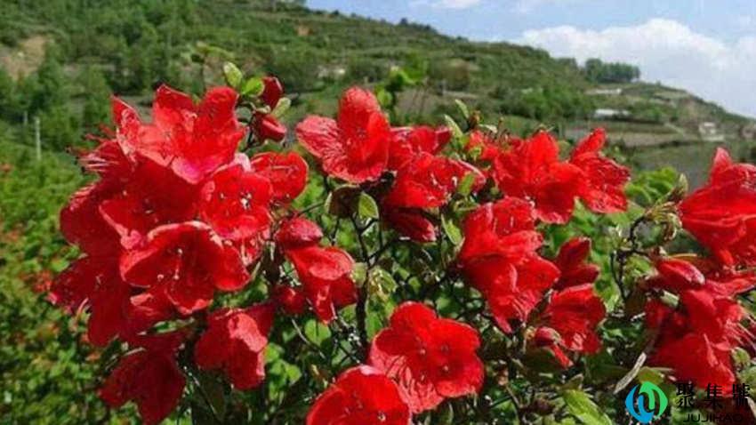 杜鹃和映山红的区别