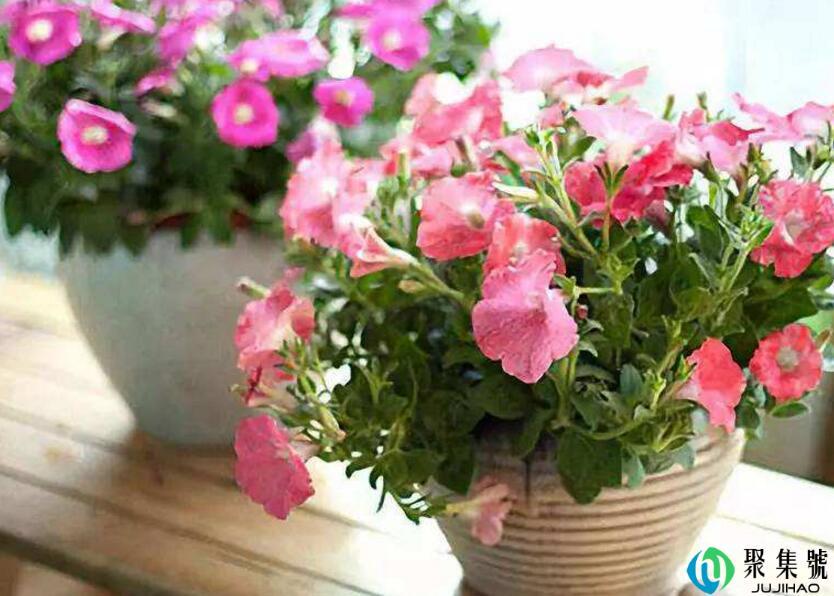 花盆的土板结浇醋行吗