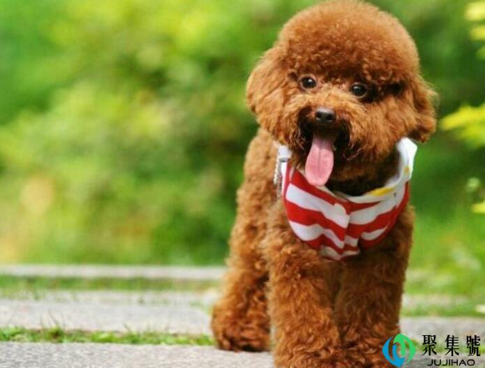 泰迪分几种体型