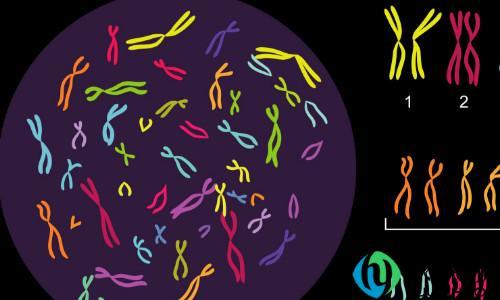 染色体的主要成分