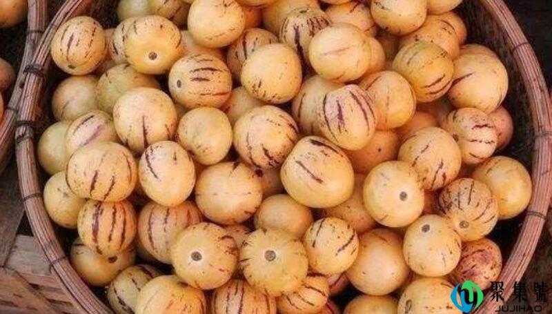 人参果上火的还是去火的