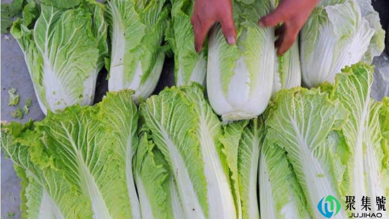 菘菜和大白菜的区别