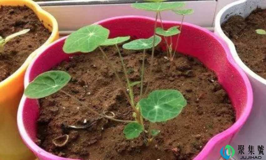 刚换盆的花浇水吗