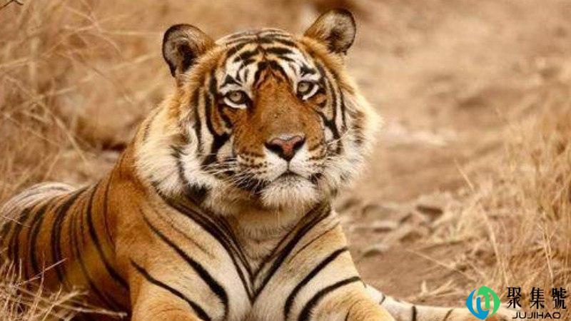 金戈铁马是指什么动物