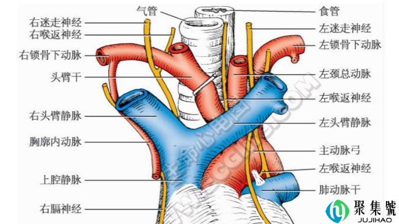 脂肪型胸跟胸腺型差别