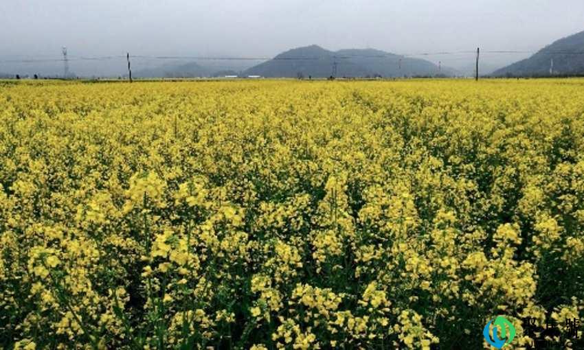 西川是现在的什么地方