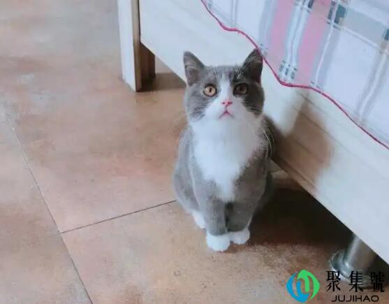 英短后腿都是外八字吗