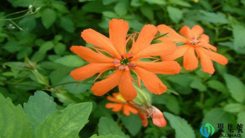 剪秋罗是什么东西