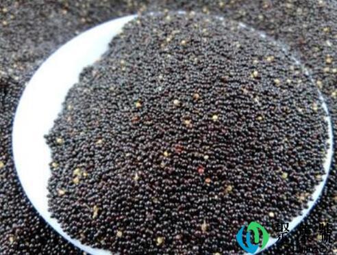 黑小米是转基因吗