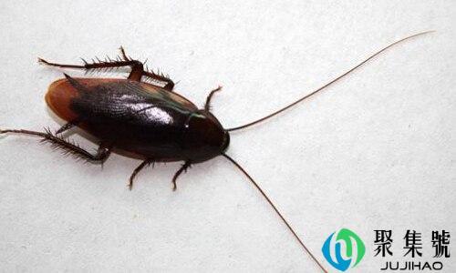 怕蟑螂的女生性格