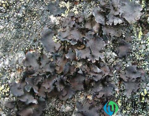 石耳和木耳的区别