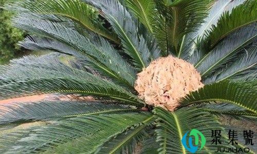 铁树开花多少年一次