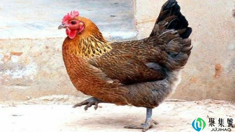 买龙珠中财宝什么意思