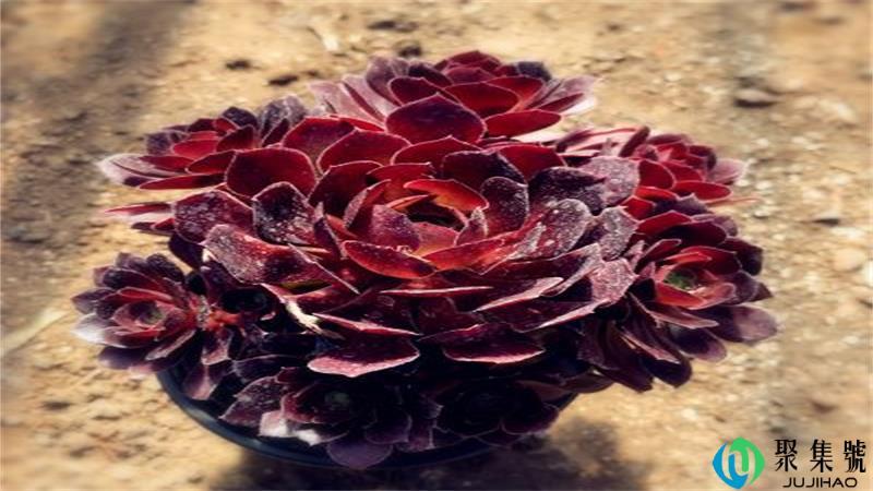 万圣节和韶羞的区别