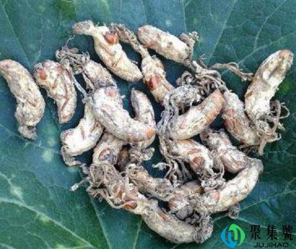 金蝉花是怎么形成的